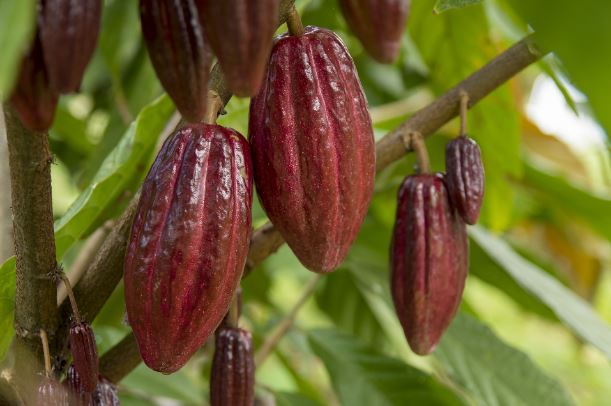 Ceremonial Grade Organic Cacao